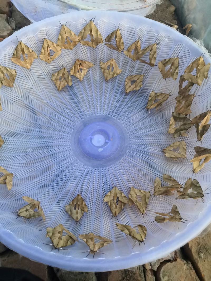 欢迎预订4-5-6-7-8月份的虫卵。专业养殖豆虫（豆丹