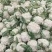 花菜春秋量大欢迎光临
