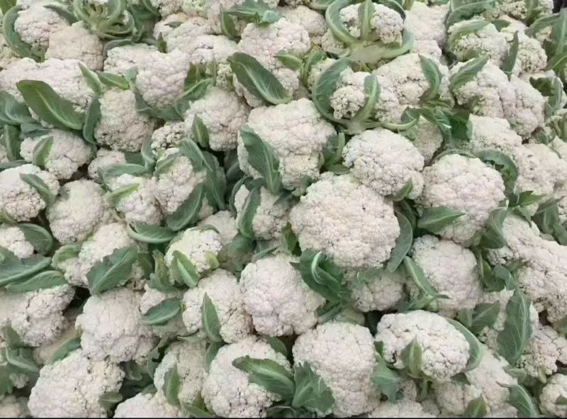 花菜春秋量大欢迎光临