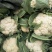 花菜春秋量大欢迎光临