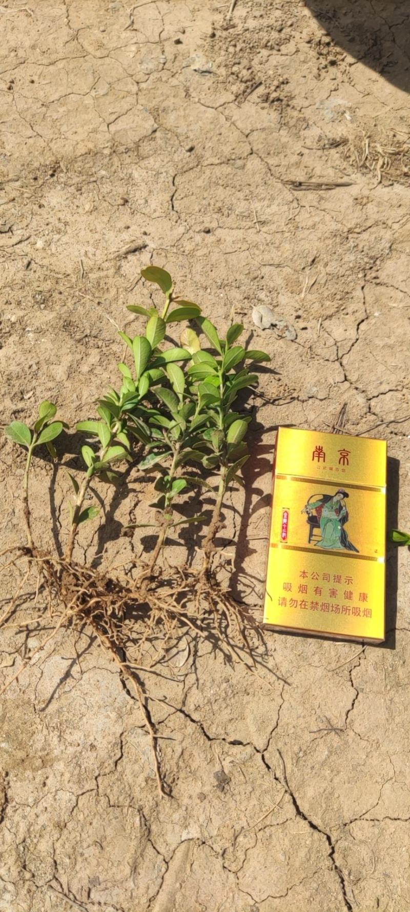 沭阳小叶黄杨扦插苗小叶黄杨床苗产地批发一手货源无中间商