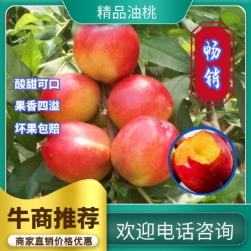 山东油桃126，4号价格，货源充足，价格便宜，