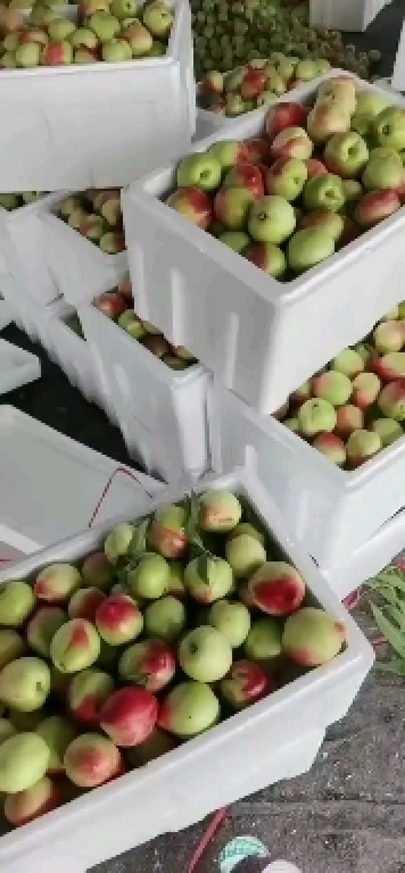 山东油桃126，4号价格，货源充足，价格便宜，