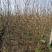 丛生乌桕一年苗，5杆以上，高1米5以上