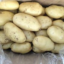 土豆荷兰十五黄心黄皮色彩鲜艳大批量生产上市