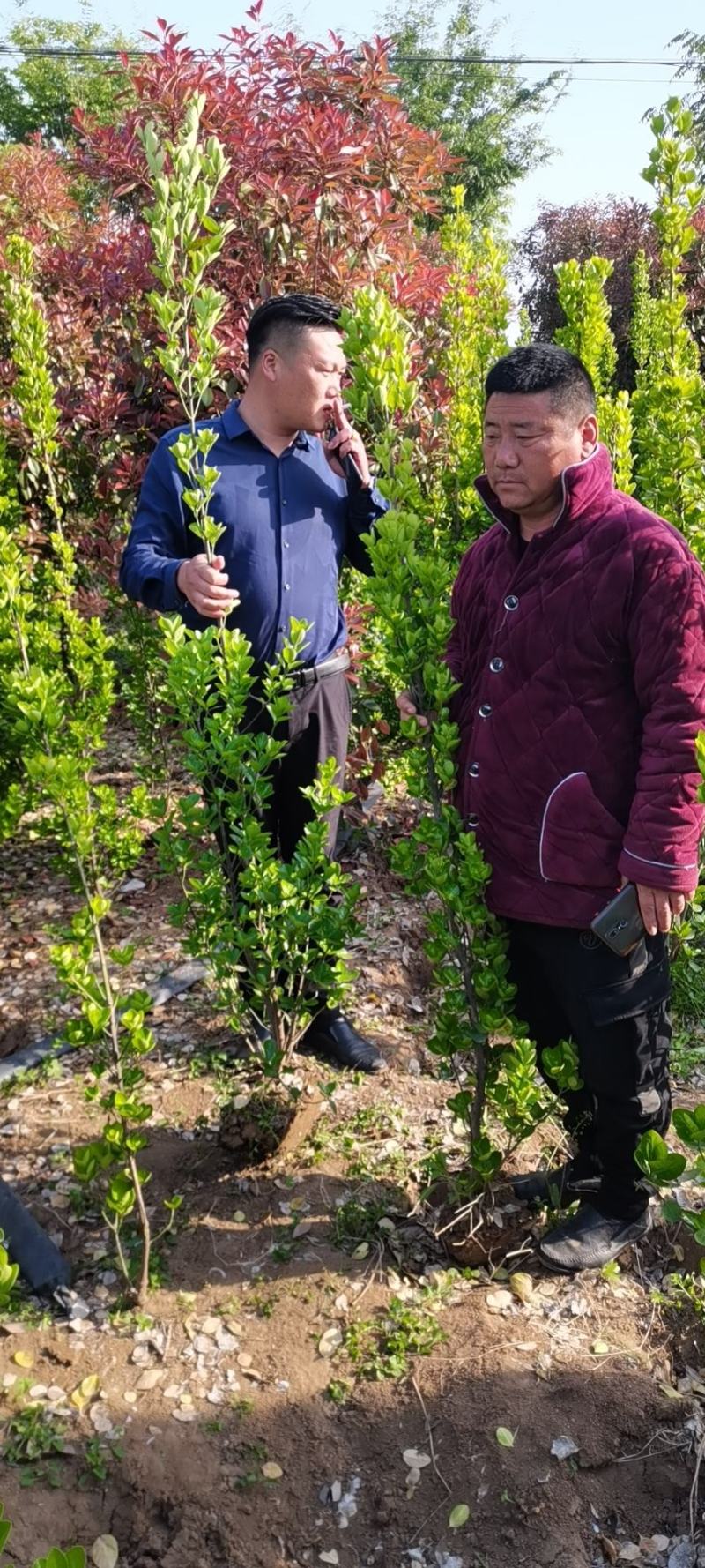 北海道黄杨1—2米支持视频看货量大从优耐冻联系