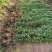 北海道黄杨1—2米支持视频看货量大从优耐冻联系