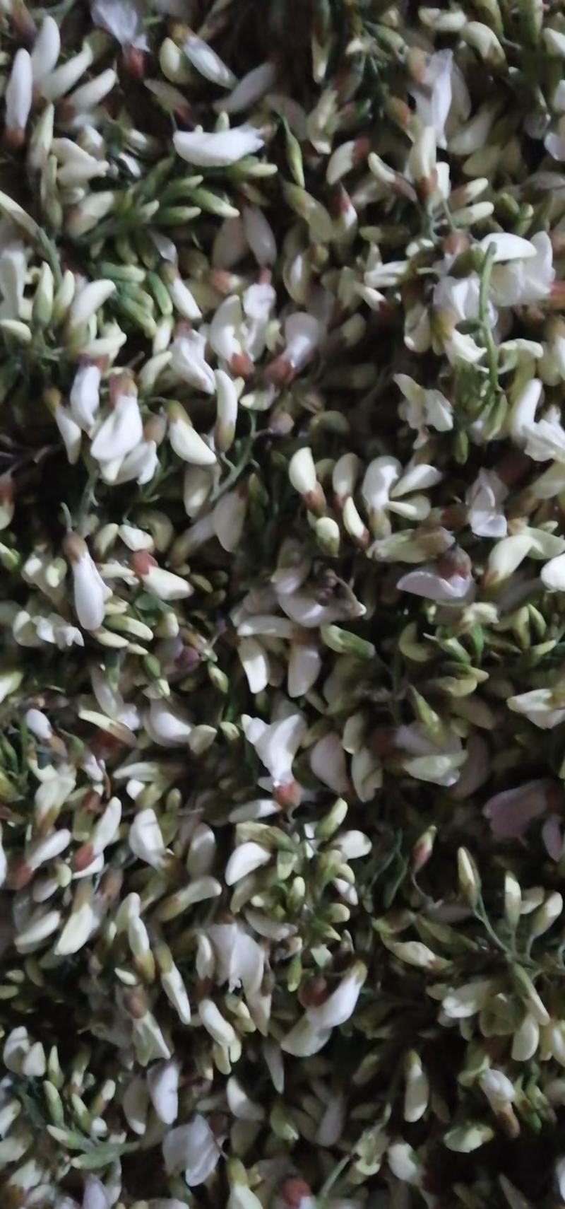 2026鲜洋槐花鲜槐花野菜年新鲜洋槐花花现货打冷加冰发