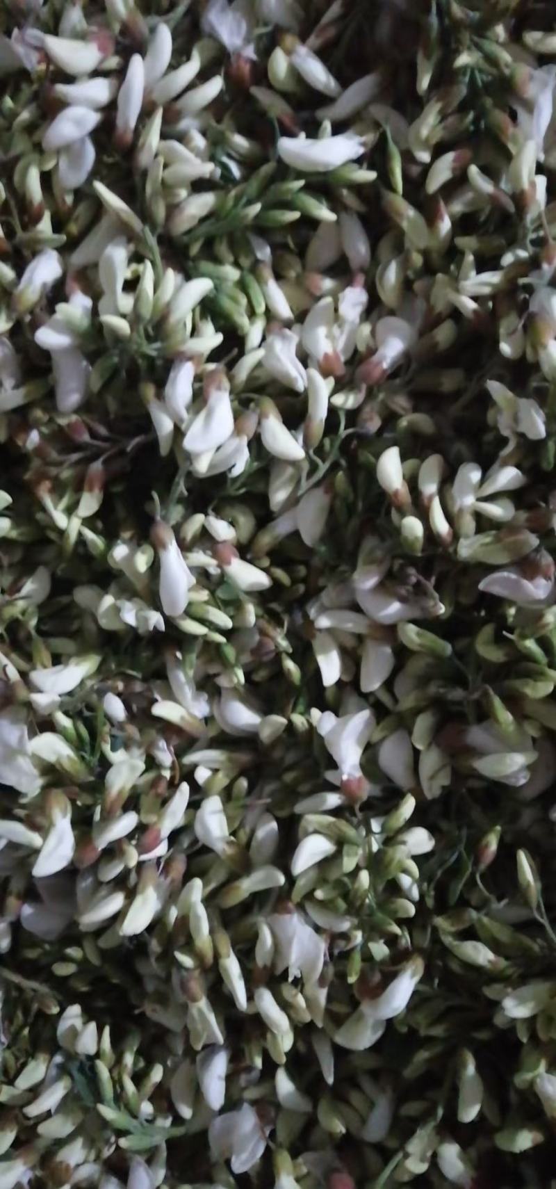 2026鲜洋槐花鲜槐花野菜年新鲜洋槐花花现货打冷加冰发