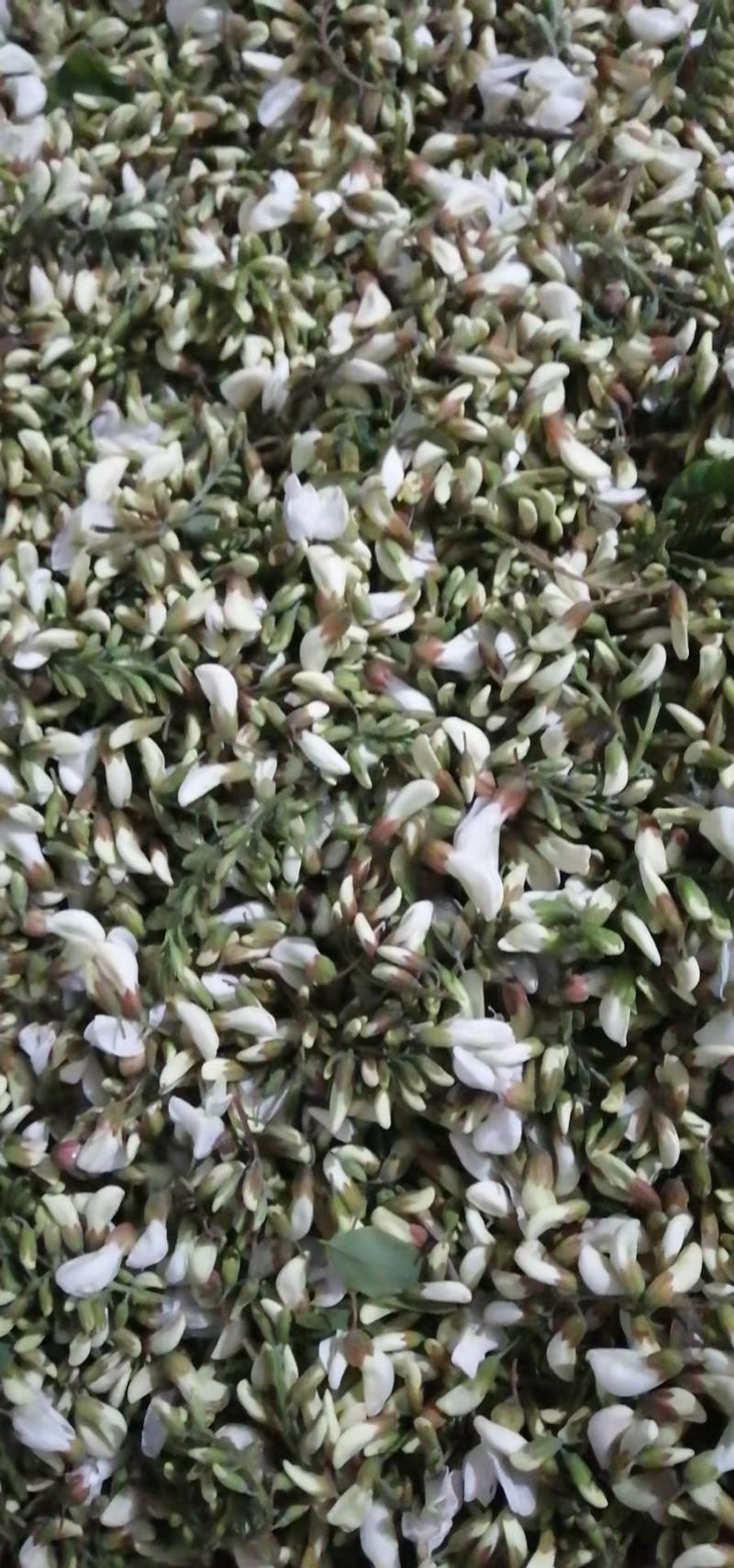 2026鲜洋槐花鲜槐花野菜年新鲜洋槐花花现货打冷加冰发