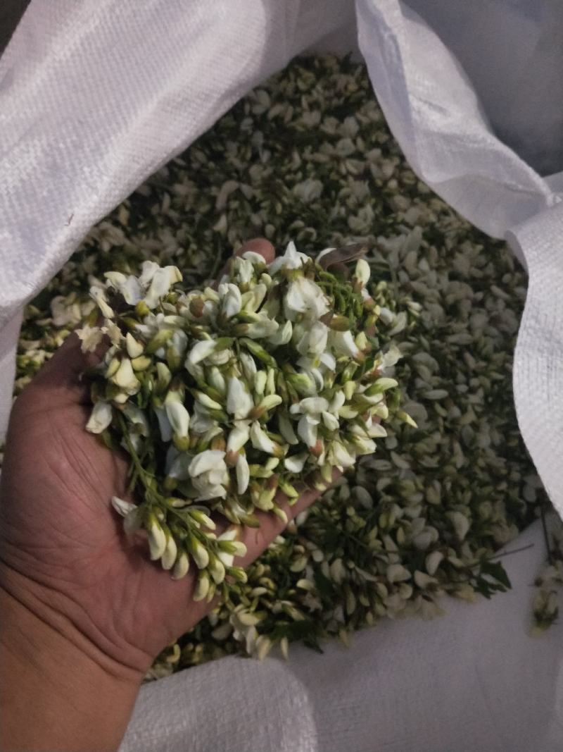 2026鲜洋槐花鲜槐花野菜年新鲜洋槐花花现货打冷加冰发