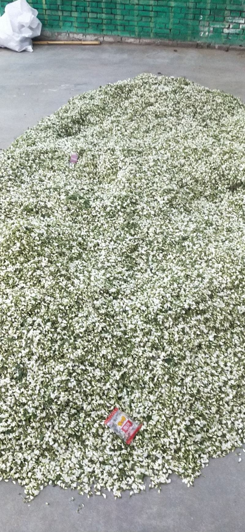 2026鲜洋槐花鲜槐花野菜年新鲜洋槐花花现货打冷加冰发