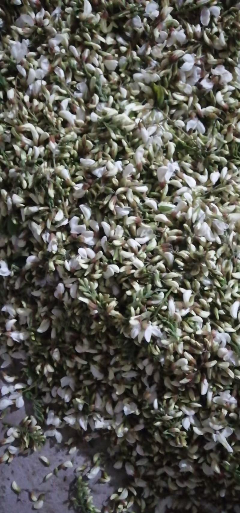 2026鲜洋槐花鲜槐花野菜年新鲜洋槐花花现货打冷加冰发