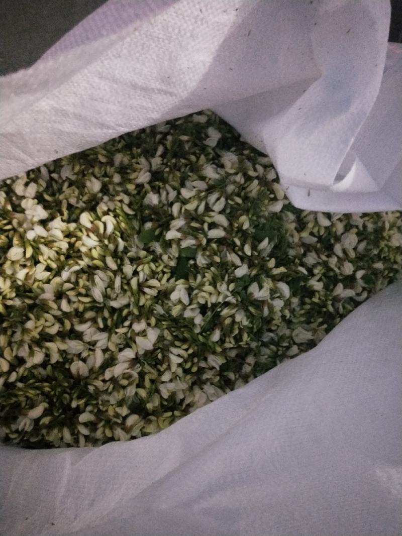2026鲜洋槐花鲜槐花野菜年新鲜洋槐花花现货打冷加冰发