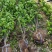北海道黄杨1—2米支持视频看货量大从优耐冻联系