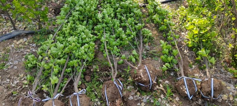 北海道黄杨1—2米支持视频看货量大从优耐冻联系