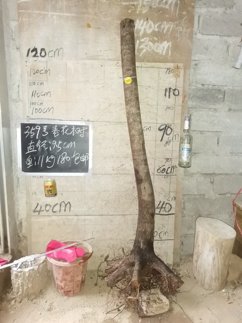 春花树石斑木