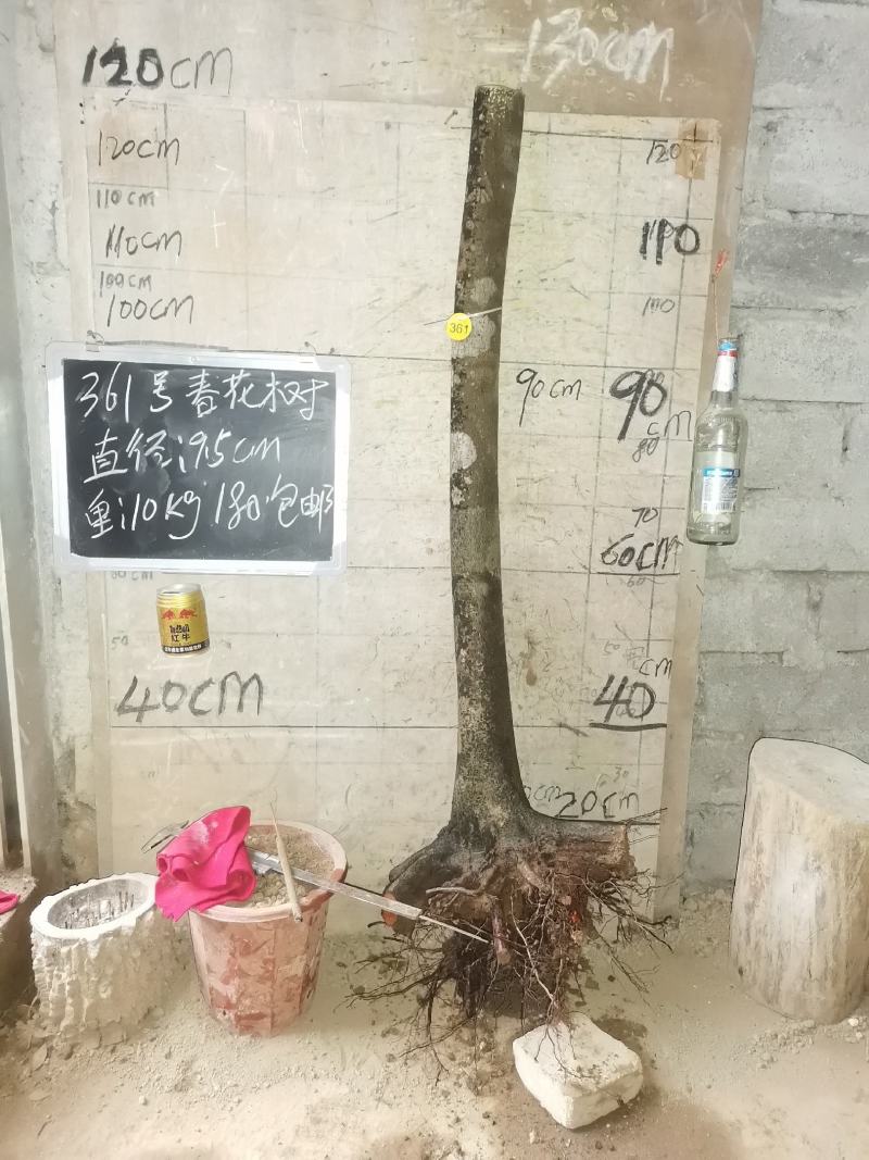 春花树石斑木