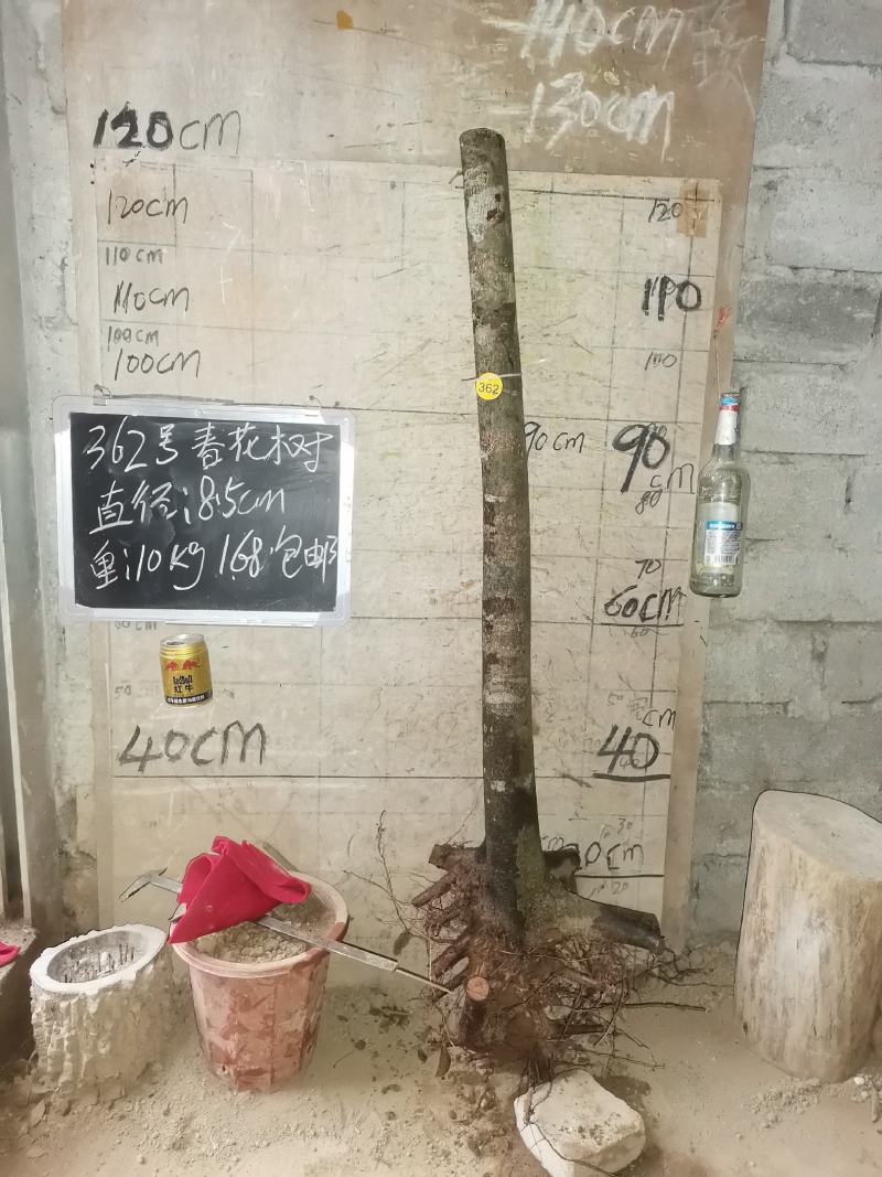 春花树石斑木