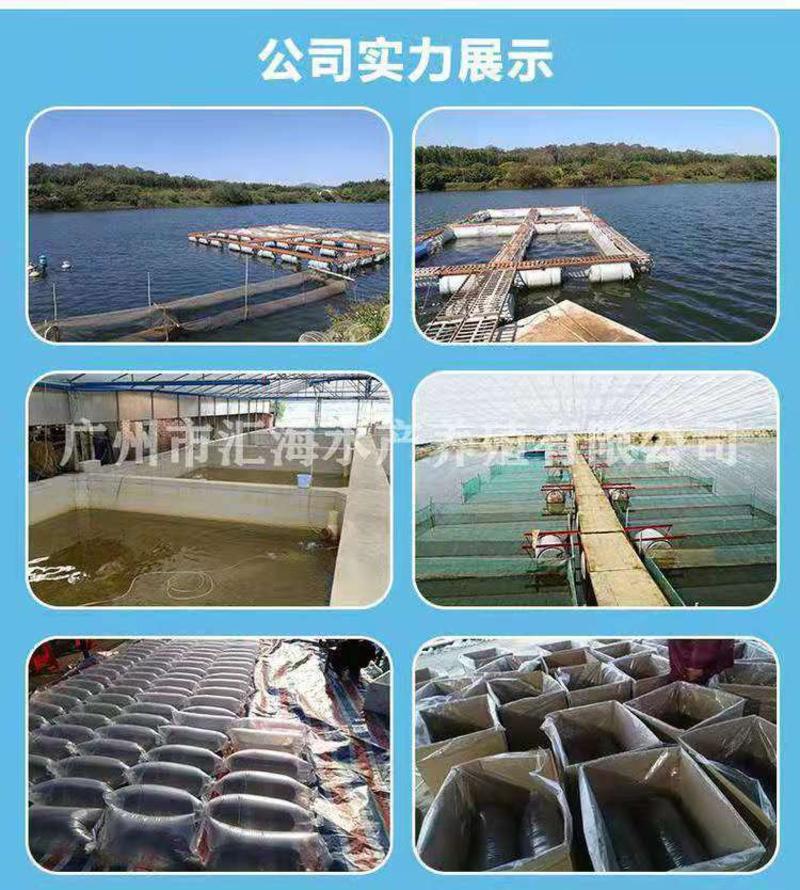 广州福鲳水产养殖场罗非鱼苗新吉富海南1号，单性罗非鱼苜