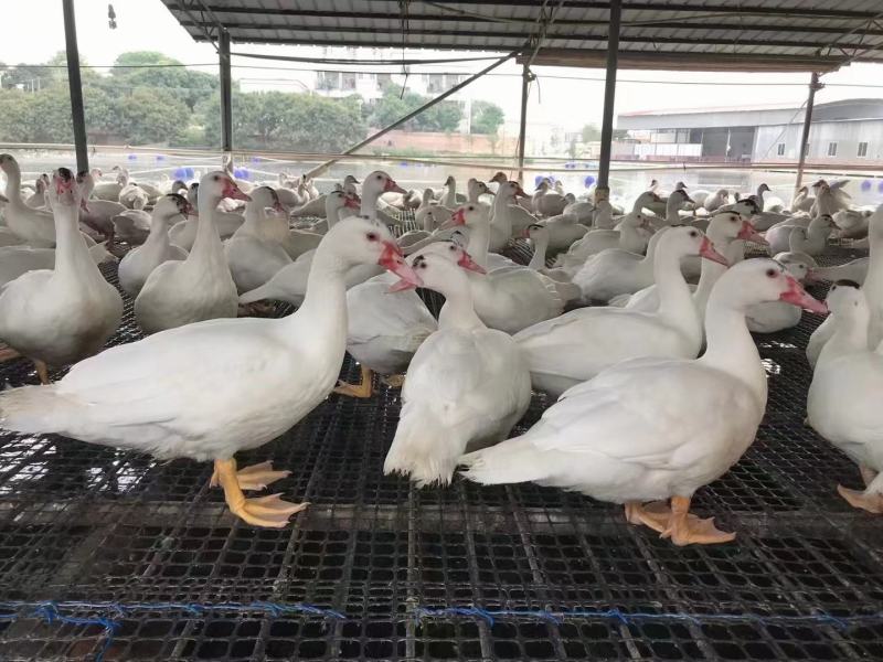 玉土鸭，番鸭，一点黑