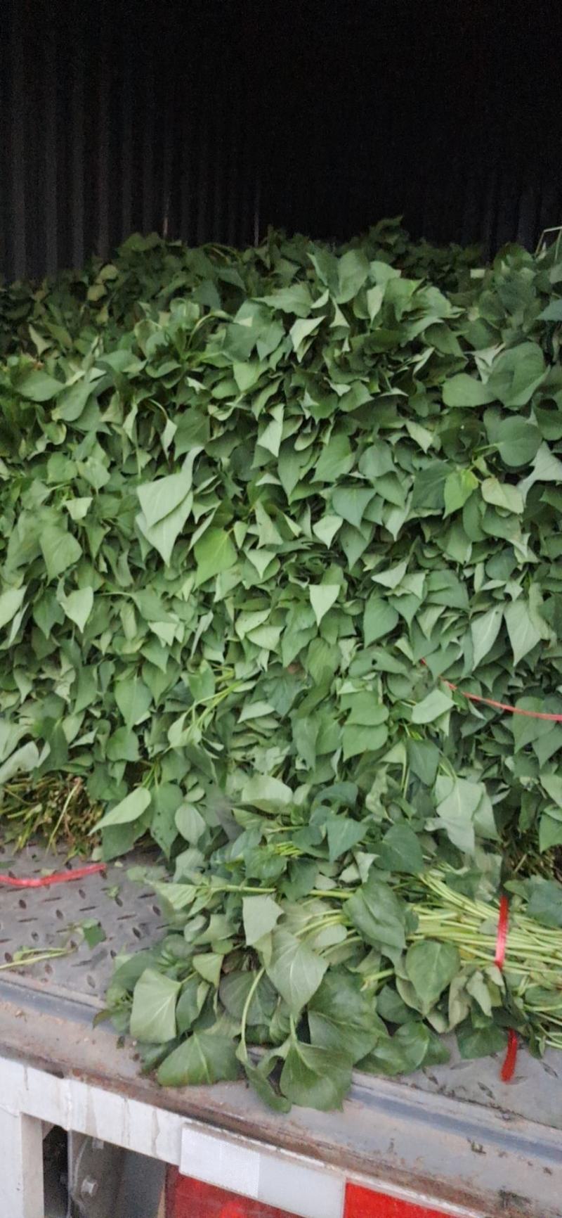 济薯二六原种脱毒红薯苗现货大量供应中（量大价优）