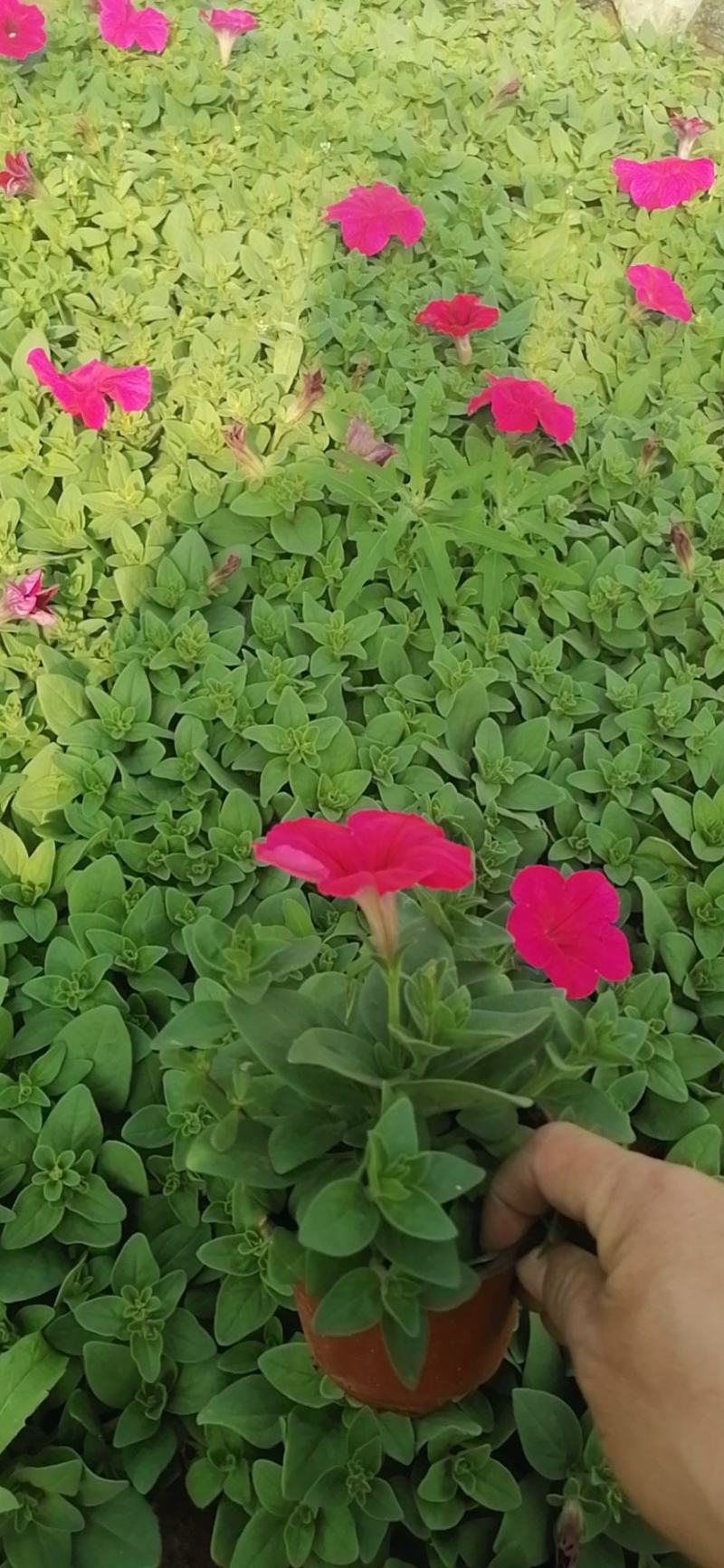 垂吊牵牛，绿化推荐品种，基地直供，量大优惠专注栽培20年