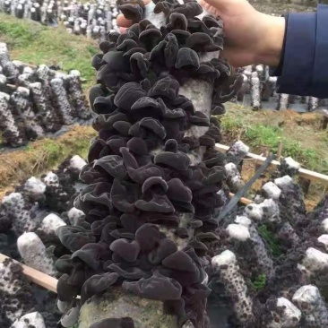 贵州黔西南州鲜木耳，