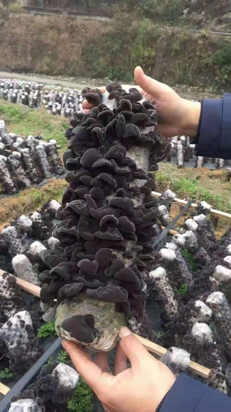 贵州黔西南州鲜木耳，