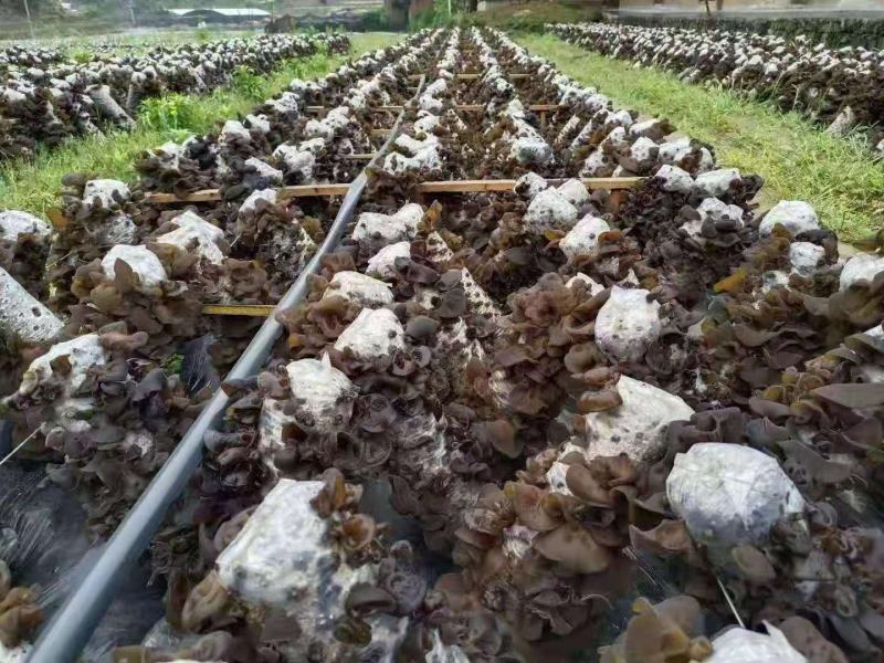 贵州黔西南州鲜木耳，