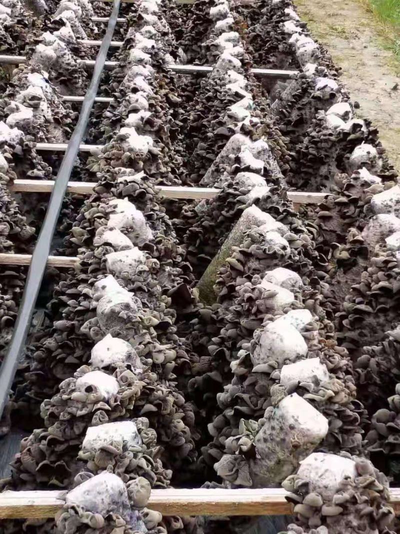 贵州黔西南州鲜木耳，
