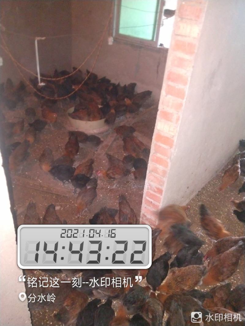 大种脱温红瑶鸡苗、土鸡苗自繁自养，成活率高
