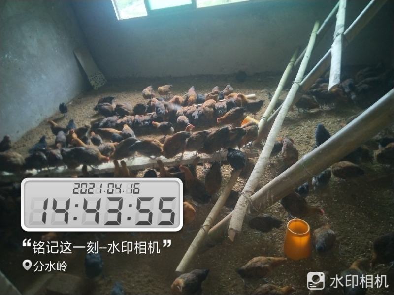 大种脱温红瑶鸡苗、土鸡苗自繁自养，成活率高