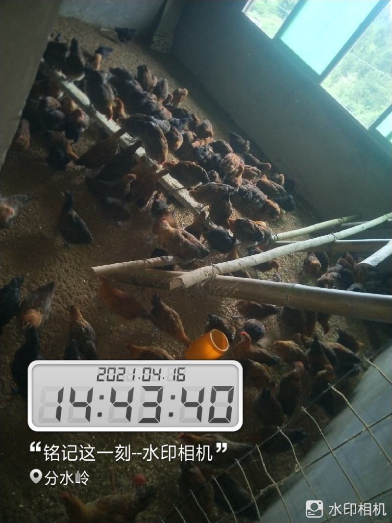 大种脱温红瑶鸡苗、土鸡苗自繁自养，成活率高