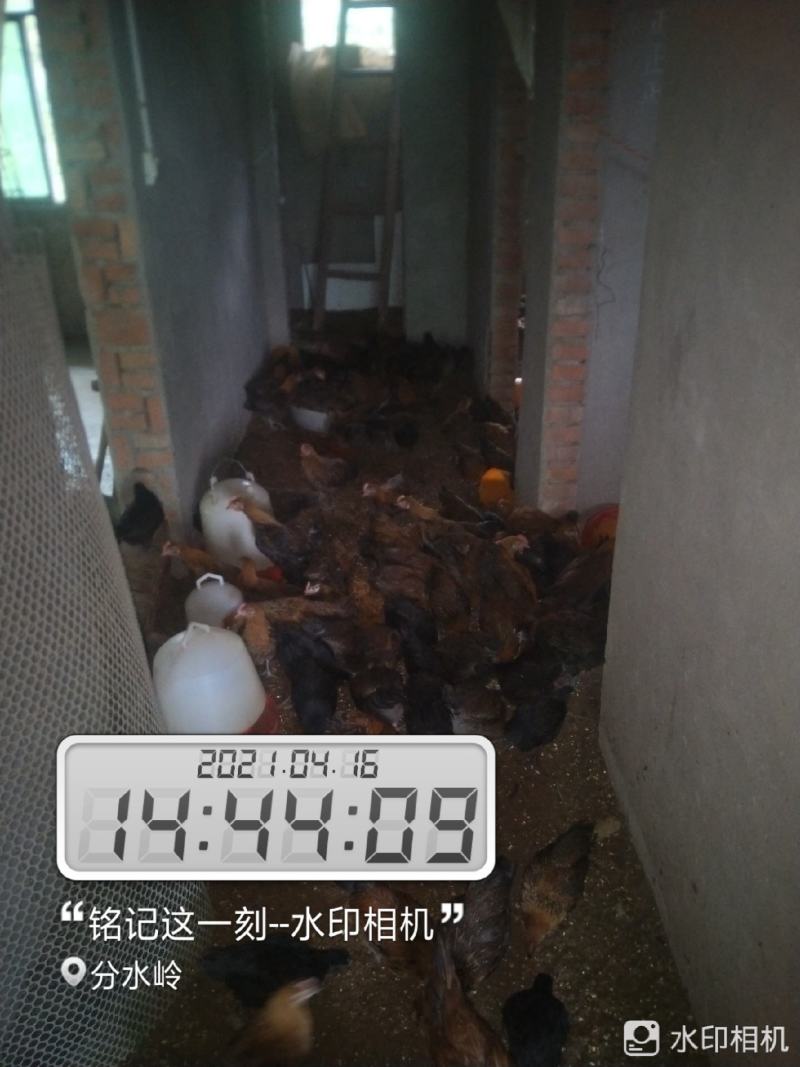 大种脱温红瑶鸡苗、土鸡苗自繁自养，成活率高