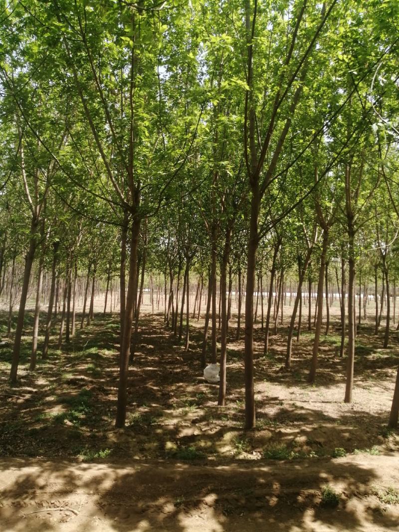 自家苗圃出售8-9-10公分绿叶复叶槭。
