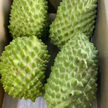 新品种榴莲释迦果苗嫁接苗正品苗榴莲释迦果苗包邮