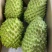 新品种榴莲释迦果苗嫁接苗正品苗榴莲释迦果苗包邮