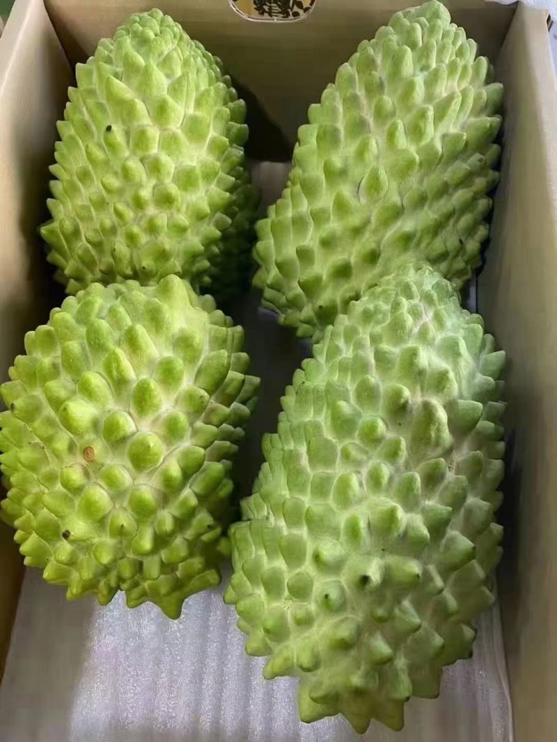 新品种榴莲释迦果苗嫁接苗正品苗榴莲释迦果苗包邮