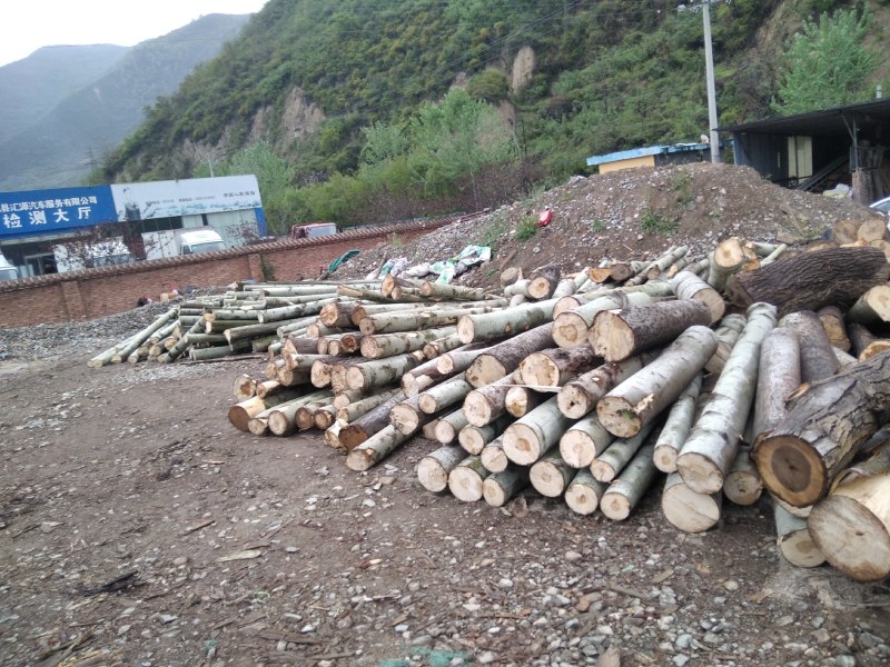 杨树