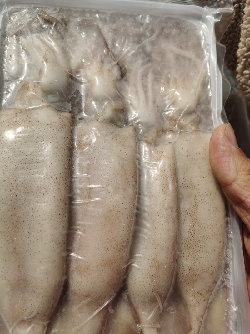 鱿鱼海捕新鲜大鱿鱼小鱿鱼江苏海鲜水产大鱿鱼