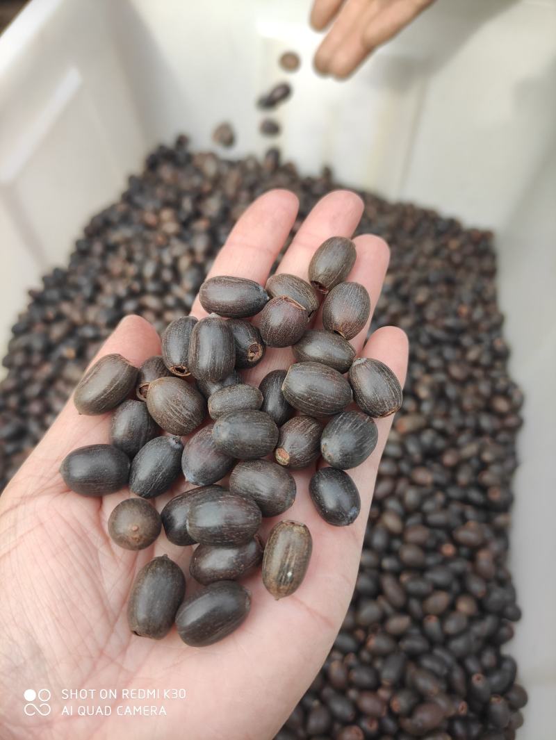 碗莲种子四季播种，水培植物，见水就活1斤400多粒