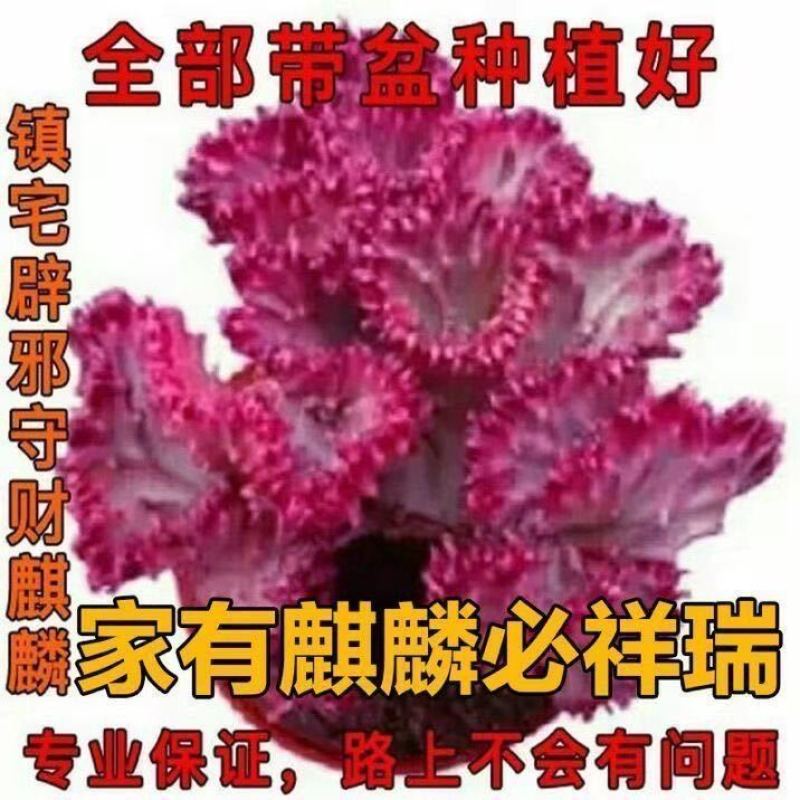 彩色麒麟植物盆栽玉麒麟镇宅辟邪绿植花卉彩春峰多肉植物盆