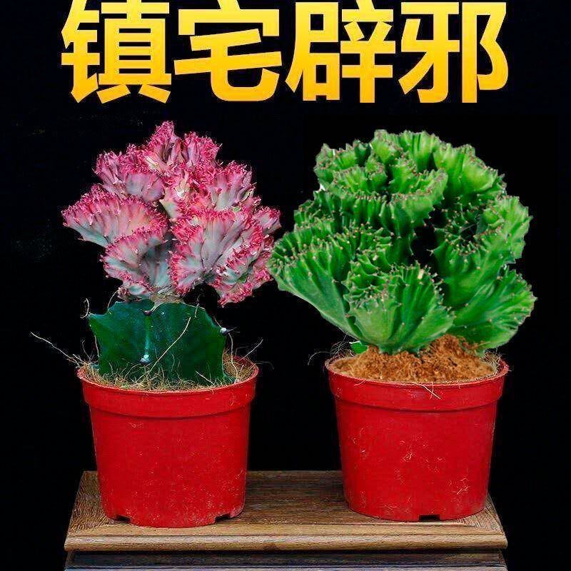 彩色麒麟植物盆栽玉麒麟镇宅辟邪绿植花卉彩春峰多肉植物盆