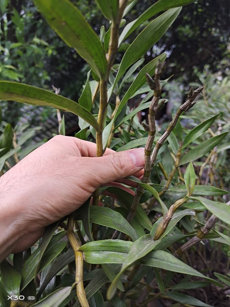 包邮(除偏远地区外)叠鞘石斛苗种植发展，花卉盆景基地直发