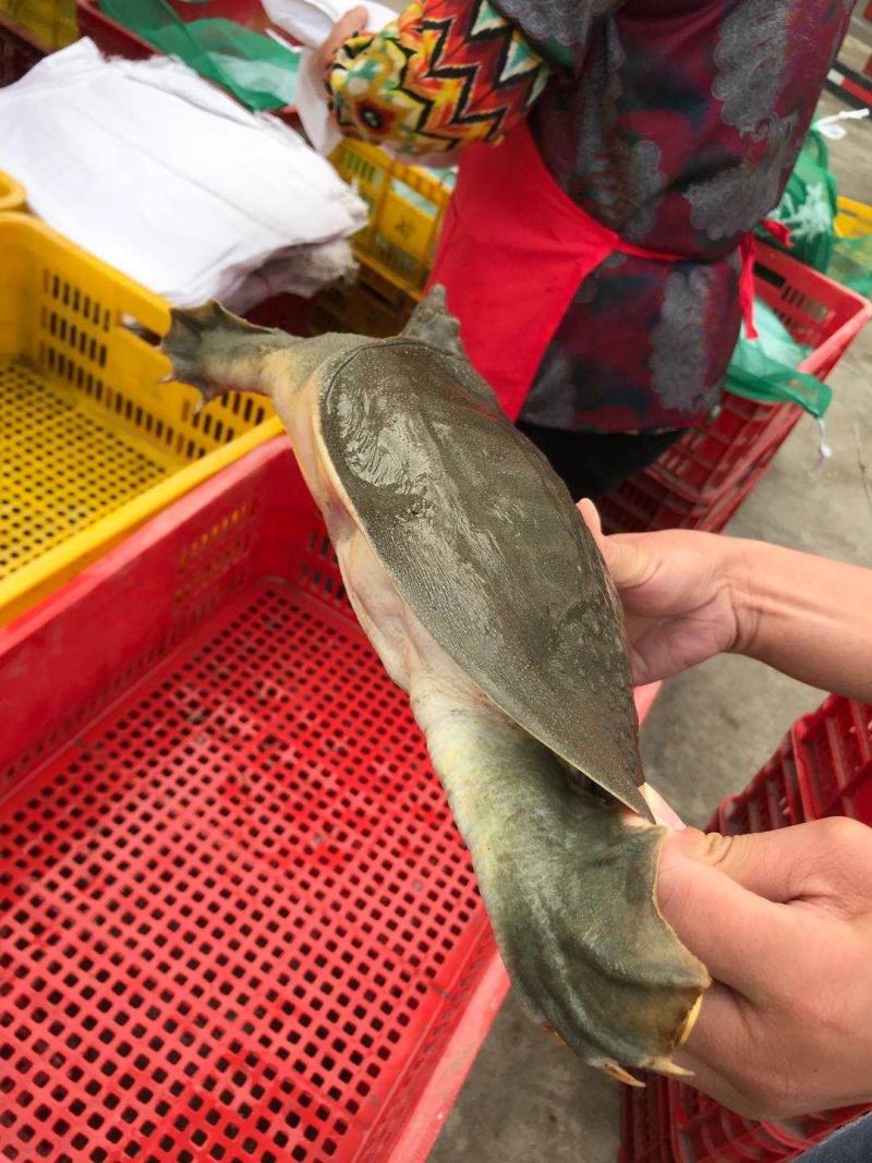 浙江生态甲鱼专业配送垂钓及食用都行大小规格齐全活性好成活