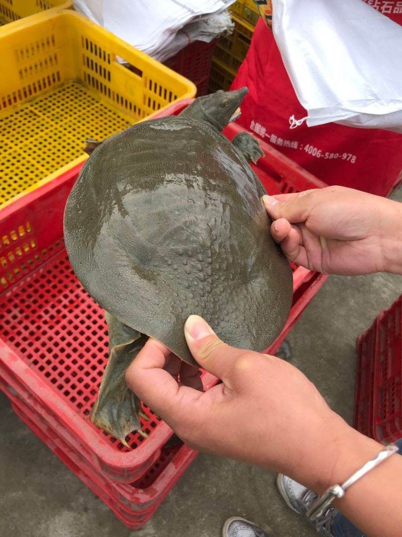 浙江生态甲鱼专业配送垂钓及食用都行大小规格齐全活性好成活
