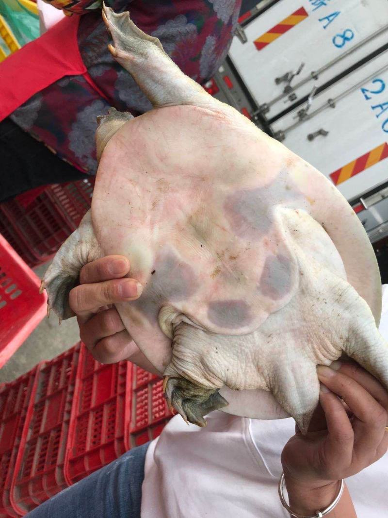 浙江生态甲鱼专业配送垂钓及食用都行大小规格齐全活性好成活