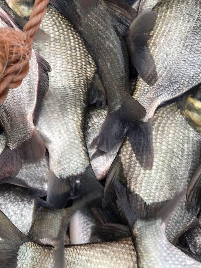 鳊鱼鱼塘一手价格货量大全年能供成活率高活性好钓场专用
