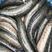 湖州黑鱼适应性强进食生猛活性足可玩路亚台钓可送货价格优惠